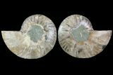 Cut & Polished Ammonite Fossil - Agatized #78371-1